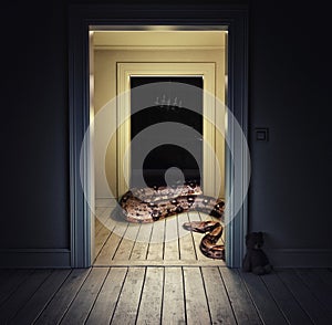Snake in the room