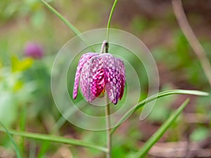 Snake`s flower - blossom of fritillary growing in nature