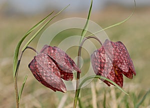 Snake's head flower (Fritillaria meleagris)