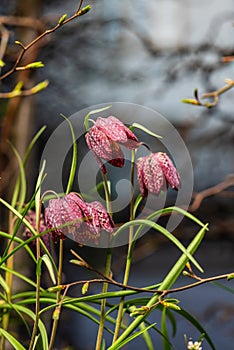 snake's head Fritillaria meleagris blooming in early spring..