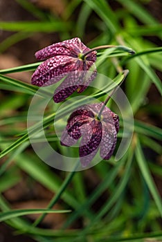 snake's head Fritillaria meleagris blooming in early spring..