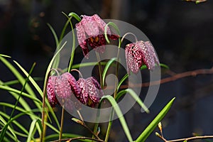 snake's head Fritillaria meleagris blooming in early spring..