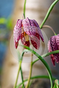 snake's head Fritillaria meleagris blooming in early spring..