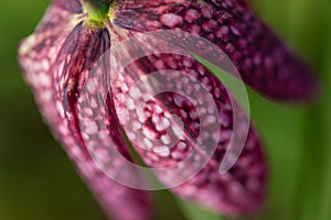 snake\'s head Fritillaria meleagris blooming in early spring..