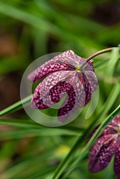 snake\'s head Fritillaria meleagris blooming in early spring..