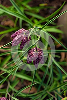 snake\'s head Fritillaria meleagris blooming in early spring..