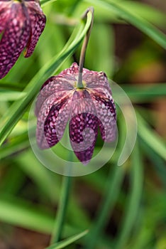 snake\'s head Fritillaria meleagris blooming in early spring..