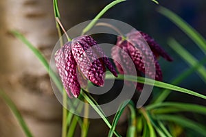 snake\'s head Fritillaria meleagris blooming in early spring..