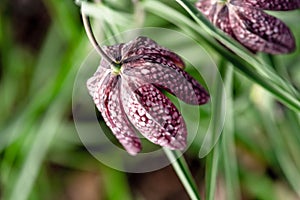 snake\'s head Fritillaria meleagris blooming in early spring..