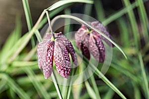 snake\'s head Fritillaria meleagris blooming in early spring..