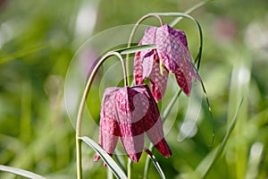 Snake`s head Fritillaria meleagris blooming on a meadow