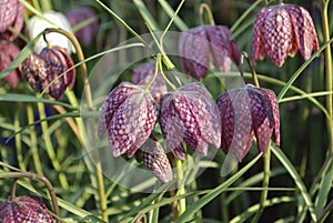 Snake`s head Fritillaria meleagris chequered flowers.