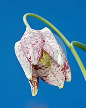 Snake's Head Fritillary