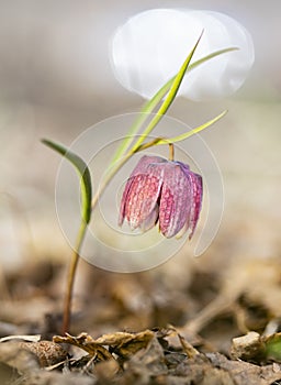 Snake`s head fritillary