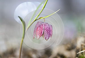 Snake`s head fritillary