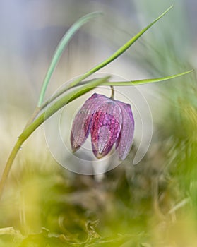 Snake`s head fritillary