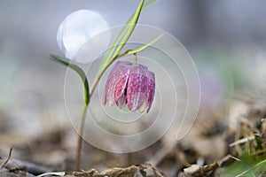 Snake's head fritillary