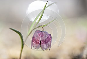 Snake's head fritillary