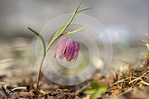 Snake's head fritillary