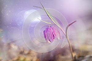 Snake`s head fritillary