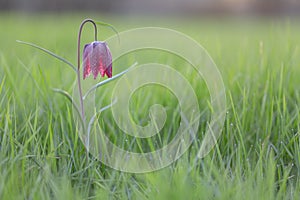 Snake`s head fritillary