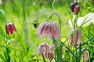 Snake's head fritillary British wild meadow flower