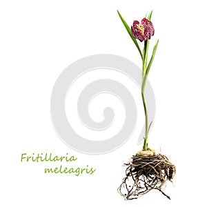 Snake`s head fritillary or chess flower isolated on a white back