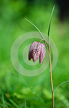 Snake`s Head Fritillary flower