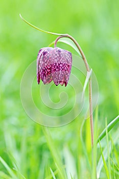 Snake`s head fritillary flower Fritillaria meleagris in grass