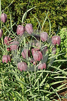 Snake`s head fritillary flowers