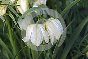 Snake`s head fritillary flowers