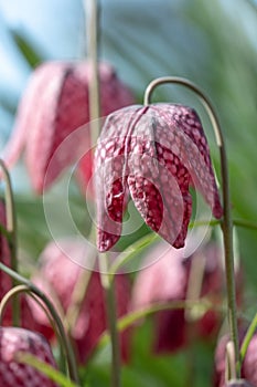 Snake`s Head Fritillary flowers catch the sun. They grow in the grass outside Eastcote House walled garden, London UK