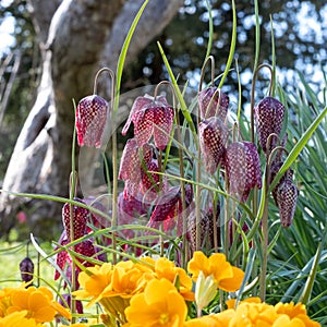 Snake`s Head Fritillary flowers catch the sun. They grow in the grass outside Eastcote House walled garden, London UK