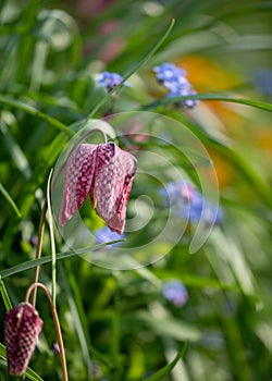 Snake`s Head Fritillary flowers growing wild in the grass, in the area outside Eastcote House Gardens, London UK