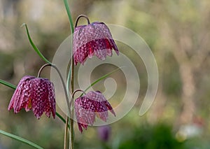 Snake`s Head Fritillary flowers growing wild in the grass, in the area outside Eastcote House Gardens, London UK