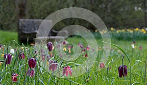 Rare snake`s head fritillary flowers growing wild in Magdelen Meadow next to the River Cherwell in Oxford, UK. photo