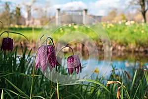 Snake`s head fritillary flowers growing wild in Magdalen Meadow which runs along the bank of River Cherwell in Oxford, UK