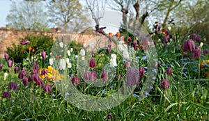 Snake`s head fritillary flowers, photographed at Eastcote House Gardens, London Borough of Hillingdon UK, in spring.