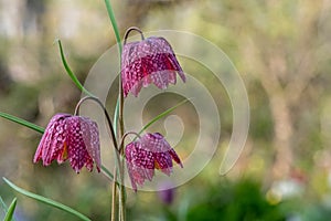 Snake`s head fritillary flowers, photographed at Eastcote House Gardens, London Borough of Hillingdon UK, in spring.