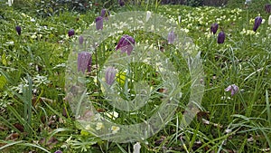 Snake`s Head Fritillary Fritillaria meleagris