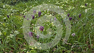 Snake`s Head Fritillary Fritillaria meleagris