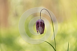 Snake`s Head Fritillary Fritillaria meleagris