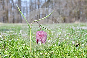 Snake's Head Fritillary (Fritillaria meleagris)