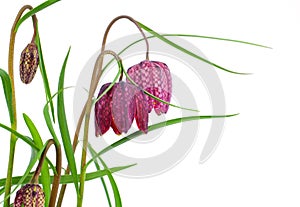 Snake`s Head Fritillary - Fritillaria meleagris