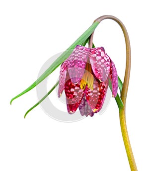 Snake`s Head Fritillary - Fritillaria meleagris