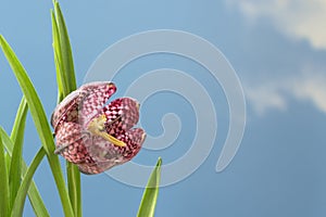 Snake`s head fritillary Fritillaria meleagris or chequered daf