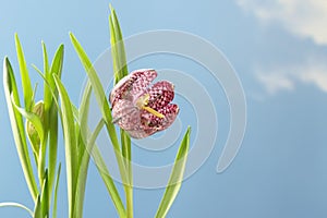 Snake`s head fritillary Fritillaria meleagris or chequered daf