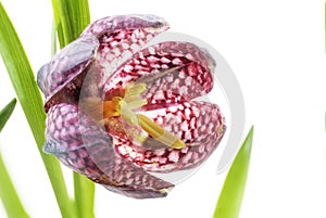 Snake`s head fritillary Fritillaria meleagris or chess flower,