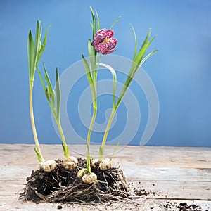 Snake`s head fritillary Fritillaria meleagris or chess flower,