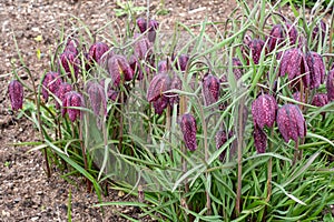 Snake`s Head Fritillary - Fritillaria meleagris flower